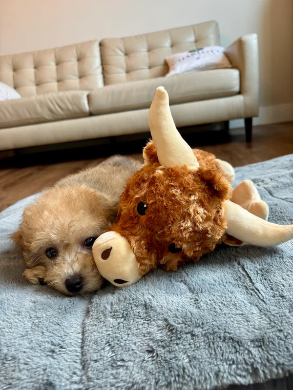 Highland Cow Stuffy Buddy